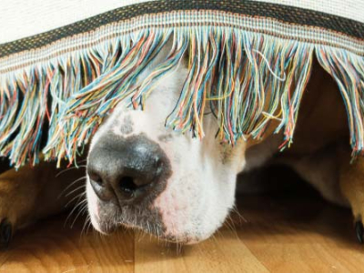 Can VetHealth help anxious pets?