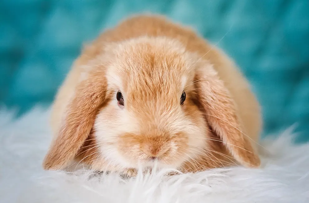 bunnies 3