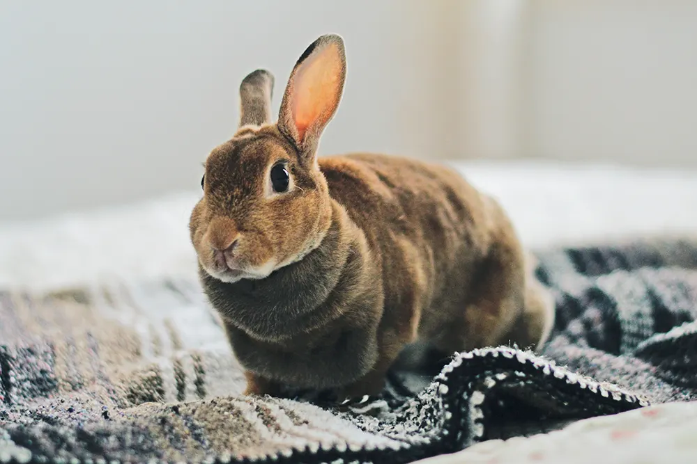 bunnies 6